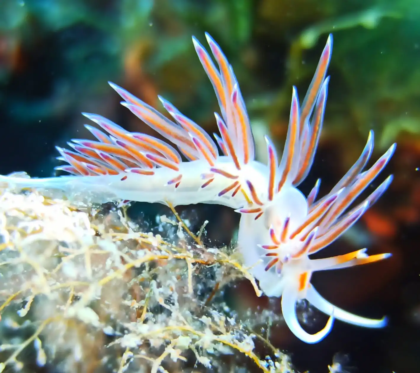 Nudibranco-explico.webp